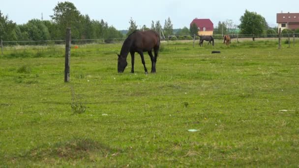 Caballos están pastando en un prado verde — Vídeos de Stock