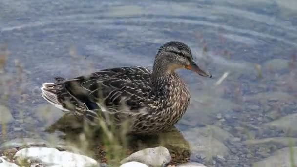 Die Ente hebt ihre linke Pfote und kratzt sie mit dem Schnabel — Stockvideo