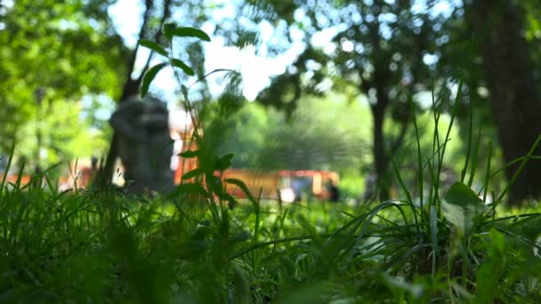 Пишна зелена трава в міському парку на передньому плані — стокове відео