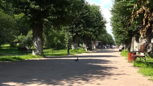 Stadspark van de zomer op een zonnige zomerdag — Stockvideo