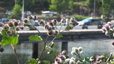Dulavratotu, tıbbi ve tıbbi Dulavratotu