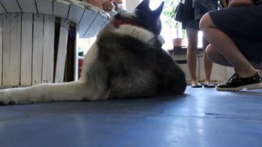 rüzgarda sallanan kırmızı renkteki eski püskü sonbahar yaprakları