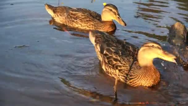 Änderna simma nära stranden och väntar på mat — Stockvideo