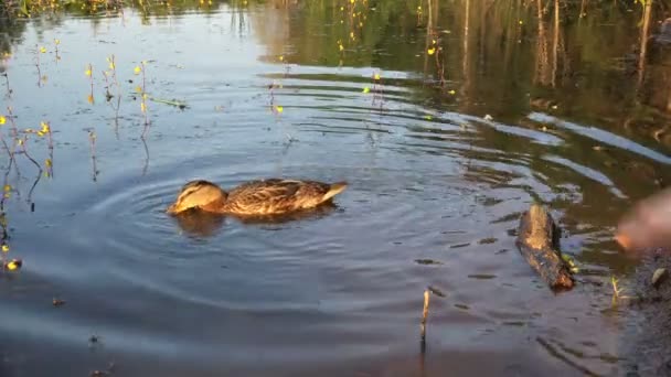 Утку ловят и бросают в воду — стоковое видео