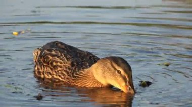 Dalış baş ördek yakalar ekmek kırıntısı ilk suya