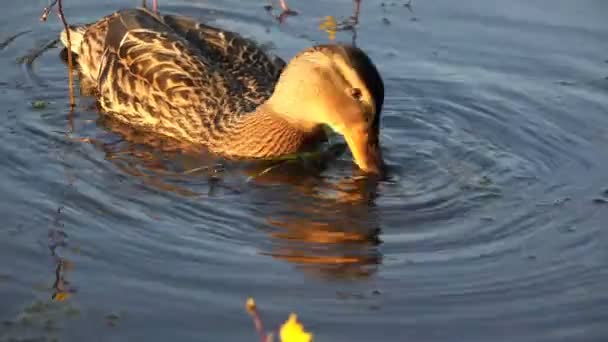 Утка опускает свой маяк под воду в поисках пищи — стоковое видео