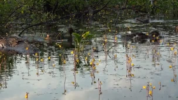 Patos jugando unos con otros en un estanque lleno de algas — Vídeos de Stock