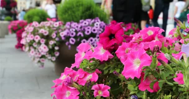 Red petunias in large pots adorn the street and the sidewalk — Stock Video