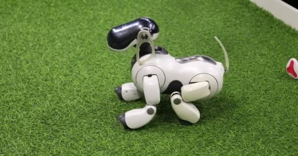 Robot-dog está mostrando sus habilidades — Vídeos de Stock