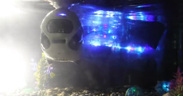 Robot-peces están nadando en la pecera con piedras — Vídeos de Stock