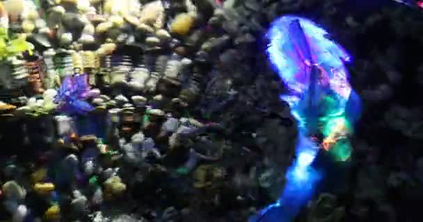 Illuminated colorful robot-fish is swimming in the fish tank — Stock Video