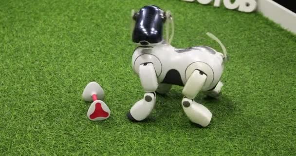 El robot-perro está jugando con el público y juega con el hueso — Vídeos de Stock