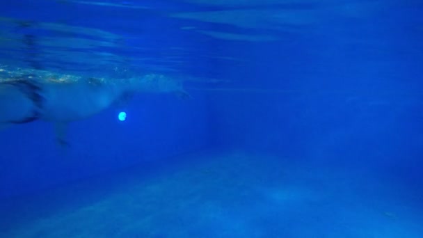 Ο αθλητής κολυμπάει στο Σέρι, σπρωχνώντας την πισίνα — Αρχείο Βίντεο
