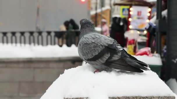 Piccione è seduto sul salvadanaio della neve — Video Stock