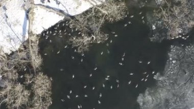 Göletin üzerinde hava fotoğrafçılığı. Ördekler bir kış gününde bir gölün çözülme üzerinde backwaters yüzmek
