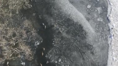 ördekler buzkaplı bir gölde donmuş suda yüzmek