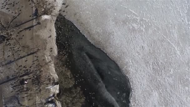 Mensen voeden de eenden op de bevroren oever van het meer — Stockvideo