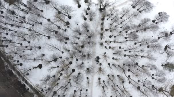 Snow-covered forest park zone with a footpath near the roadway — Stock Video