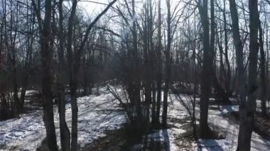 Güneşli bir kış gününde Park'taki ağaçlar. Hava araştırması