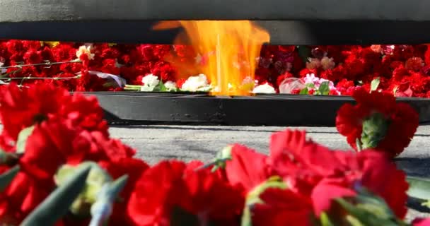 Κόκκινα γαρύφαλλα με επένδυση γύρω από την αιώνια φλόγα — Αρχείο Βίντεο