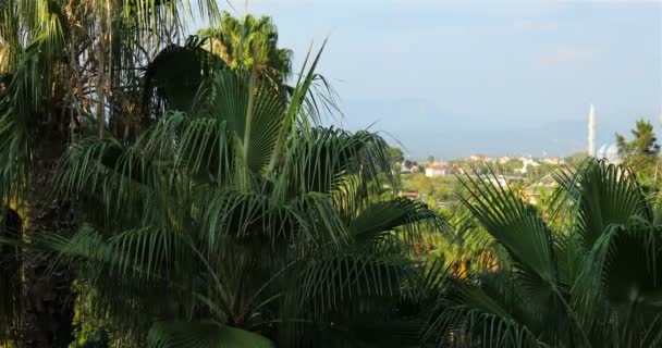 Вид с балкона номера отеля на пальмы и на бассейн с водой — стоковое видео