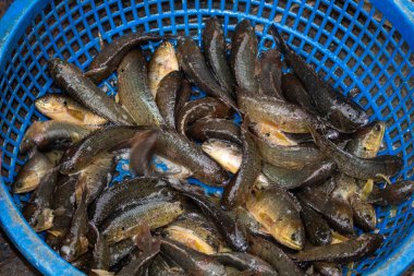 Hanoi, Vietnam - 16 Mart 2018: yerel bir pazarda maruz balık