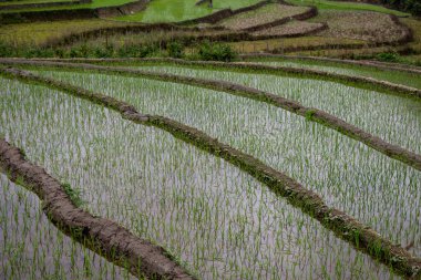 Ha Giang, Vietnam - 17 Şubat 2017: ayrıntı pirinç terasları ve tarlaları Kuzey Vietnam
