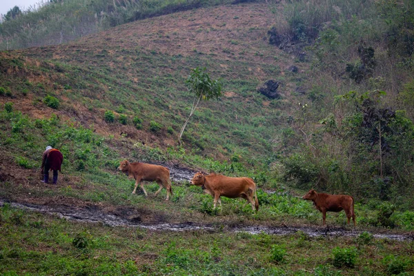 Gian Vietnam Marzo 2018 Trabajador Campo Rodeado Vacas Una Región — Foto de Stock