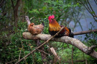 Vietnamca kırsal kesimde vahşi tavuk