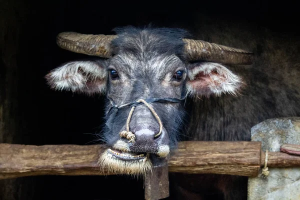 Vache Dans Une Ferme Vietnamienne — Photo