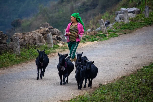 Giang Vietnam Marzo 2018 Corderos Paseantes Las Montañas Del Norte — Foto de Stock