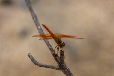 Krabi, Tayland - 3 Mayıs 2018: yusufçuk çarpıcı kumlu plaj Ko Lanta Island dal poz verdi