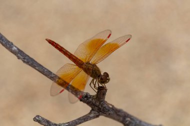 Krabi, Tayland - 3 Mayıs 2018: yusufçuk çarpıcı kumlu plaj Ko Lanta Island dal poz verdi