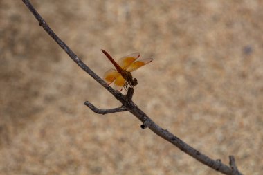 Krabi, Tayland - 3 Mayıs 2018: yusufçuk çarpıcı kumlu plaj Ko Lanta Island dal poz verdi