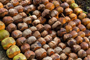 Phuket Tayland - 10 Mayıs 2018: Phuket sahilde sıralanmış boş Hindistan cevizi birçok