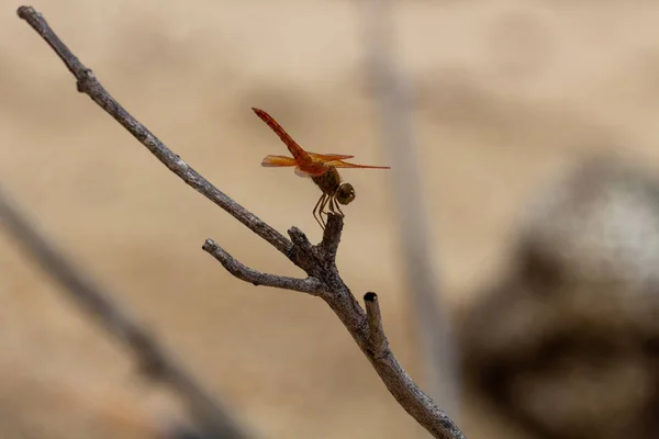 Krabi Thailand Mei 2018 Prachtige Dragonfly Gesteld Een Tak Een — Stockfoto