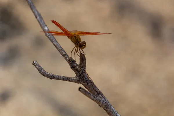 Krabi Thailand Maj 2018 Fantastisk Dragonfly Poserade Gren Sandig Strand — Stockfoto