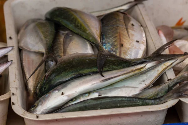 Koh Phi Phi Don Thailand May 2018 Flies Flying Fish — Stock Photo, Image