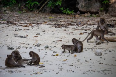 Koh Phi Phi, Tayland - 9 Mayıs 2018: kumlu plaj Koh Phi Phi Don içinde oynamaya maymun