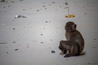 Koh Phi Phi, Tayland - 9 Mayıs 2018: kumlu bir plaj Koh Phi Phi Don Island üzerinde oturan maymun
