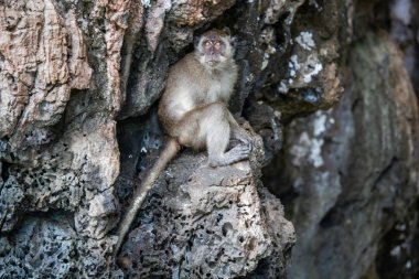 Koh Phi Phi, Tayland - 9 Mayıs 2018: Maymun saklandığı bir kalker kaya Koh Phi Phi Don Island üzerinde