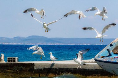 Zadar, Hırvatistan - 24 Temmuz 2018: Ugljan Adası'nda bir havuzda Preko üzerinde uçan martılar