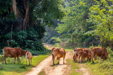 Bachong Nay,, Laos - 10 Nisan 2018: Kuzey Laos uzak bir alanda asfalt bir yolda yürüyen inekler