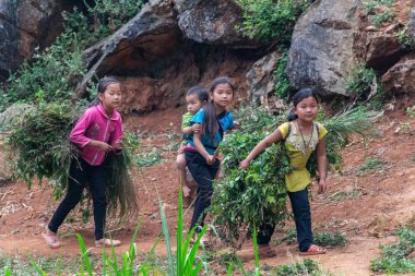 Ha Giang, Vietnam - 17 Mart 2018: bir alanda çalışan Hmong etnik azınlık çocuklar. Çocuk İşçiliği Vietnam çok yaygındır
