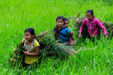 Ha Giang, Vietnam - 17 Mart 2018: bir alanda çalışan Hmong etnik azınlık çocuklar. Çocuk İşçiliği Vietnam çok yaygındır