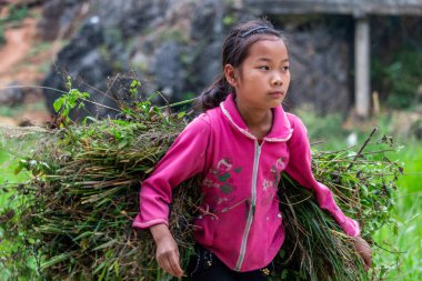 Ha Giang, Vietnam - 17 Mart 2018: bir alanda çalışan Hmong etnik azınlık bir çocuk portresi. Çocuk İşçiliği Vietnam çok yaygındır