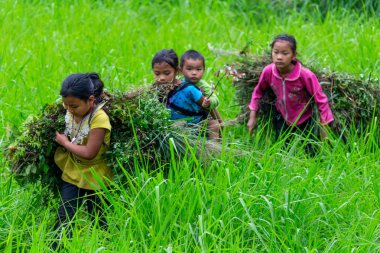 Ha Giang, Vietnam - 17 Mart 2018: bir alanda çalışan Hmong etnik azınlık çocuklar. Çocuk İşçiliği Vietnam çok yaygındır