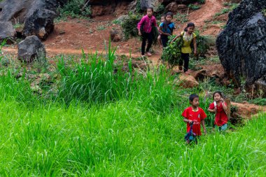 Ha Giang, Vietnam - 17 Mart 2018: bir alanda çalışan Hmong etnik azınlık çocuklar. Çocuk İşçiliği Vietnam çok yaygındır