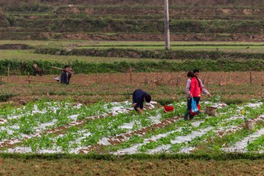 Ha Giang, Vietnam - 17 Mart 2018: Vietnam kırsal alanlarında çalışan insanların Grup