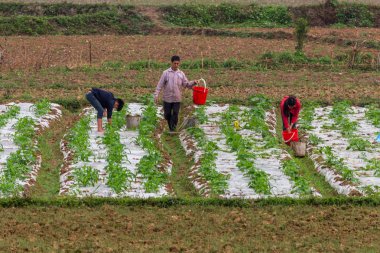 Ha Giang, Vietnam - 17 Mart 2018: Vietnam kırsal alanlarında çalışan insanların Grup